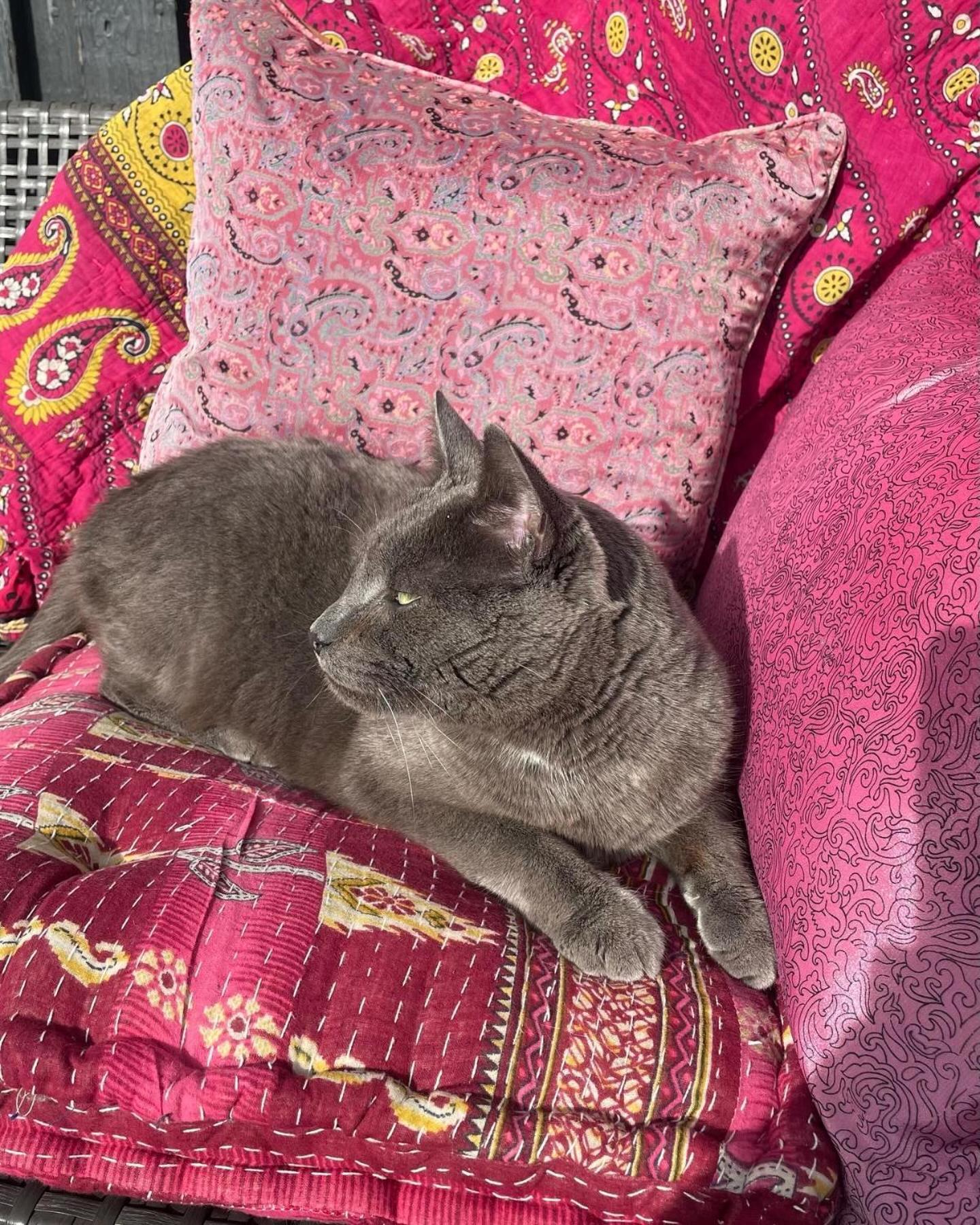Cool Familyhome Close To The Beach W Two Cuddly Cats Espergærde Esterno foto